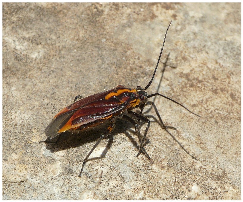 Miridae: Horistus (Primihoristus) orientalis (Gmelin 1790)
